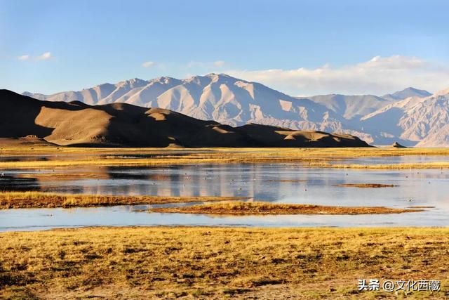 极致风光，唯有西藏阿里！初冬的金色童话一眼沦陷！