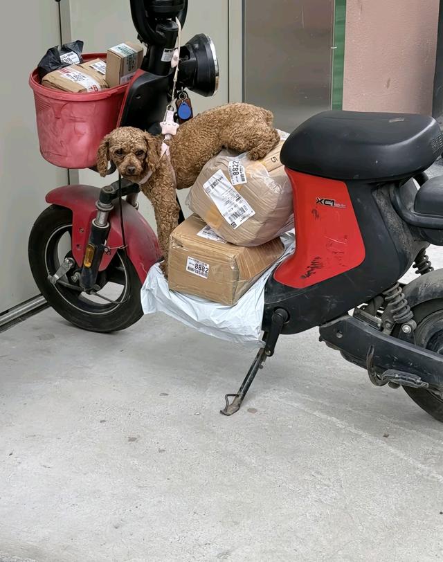笑死了！每个骑电动车拿快递的铲屎官，都欠狗子一个道歉，哈哈~