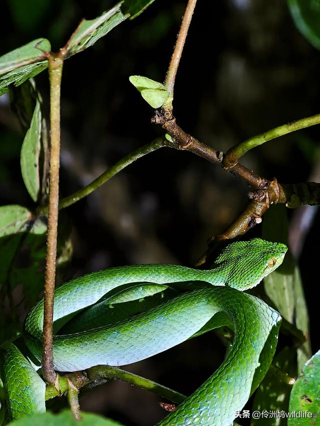 马来西亚(36)砂拉越州⑩峇哥国家公园夜间徒步体验