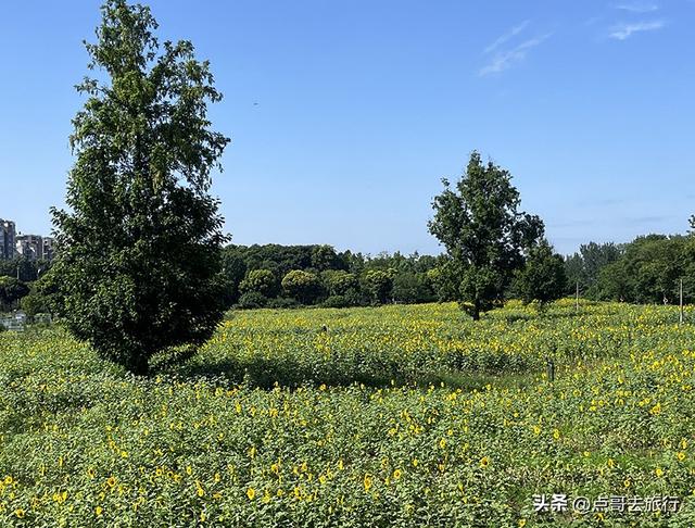 成都坐地铁最新赏花地，近百亩金色花田，超级惊艳，不要门票！