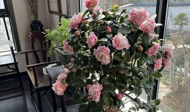 2毛钱的小药片，扔到花盆里，叶片疯长，满枝花苞！