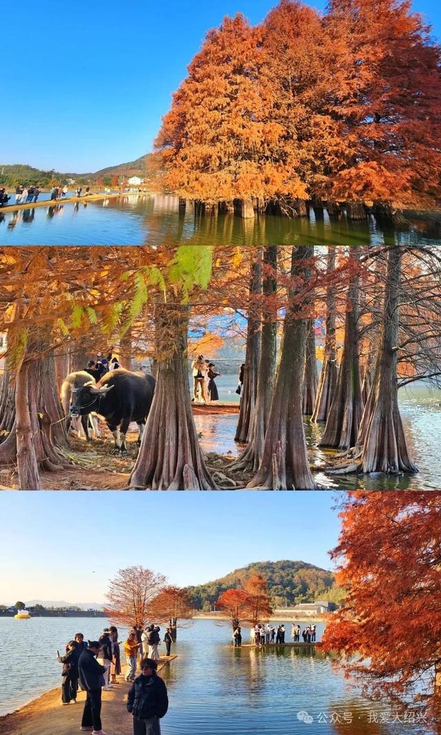 冲上“绍兴TOP1”！绍兴这处美景藏不住了！都有人在赶过来了