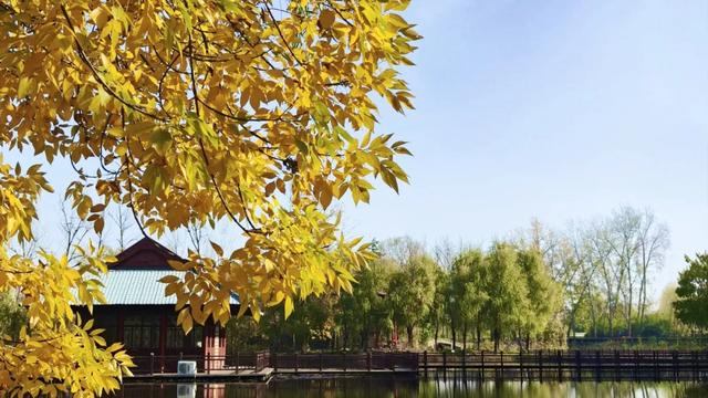 秋去冬来,邀您看红荷湿地的层林尽染,落叶如诗~~~