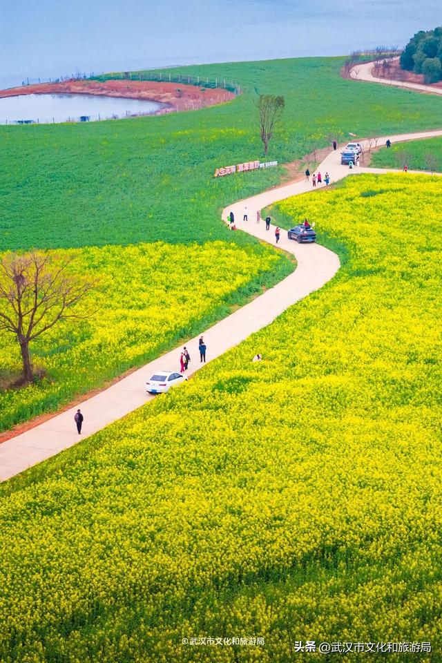 武汉春天最壮观的花海，全城盛开！