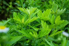 把艾草放锅煮一煮，作用太厉害了，98岁老奶奶用了一辈子，真实用图片