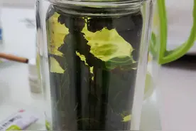 感冒好了，嗓子却疼的厉害，我把原来晒干的蛤蟆草拿出来泡水喝！图片