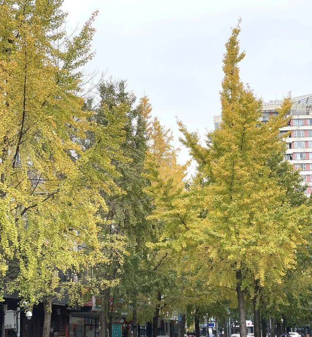 【美丽四川】寒冬将至 银杏初黄