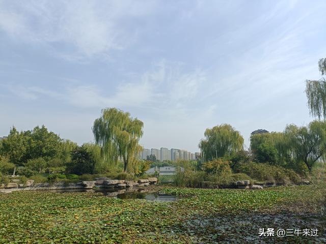 无为在歧路，国庆游淄博1