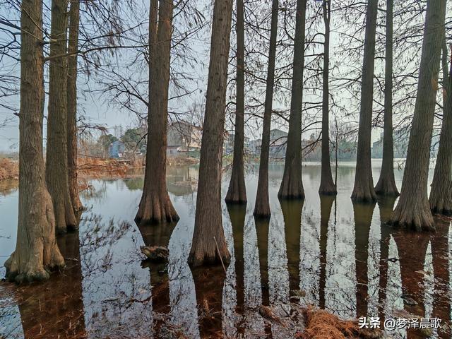 小寒，涢水湿地生态美