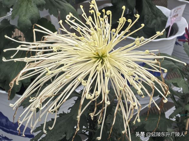 武进新天地公园菊花展 乡村田园风 今年又不同