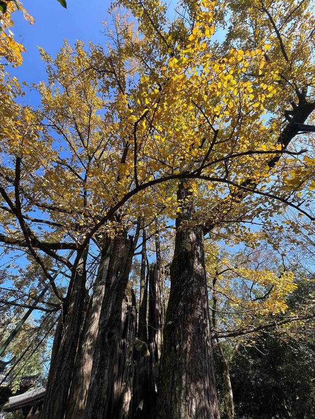 上天竺到云栖竹径，徒步9公里，感受一路秋意。