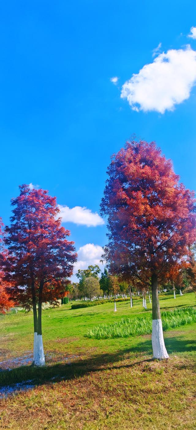 这才是昆明的冬天