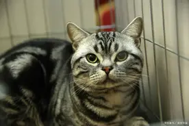 美国2000万美金培养“间谍猫”，窃听苏联机密，结果万万没想到图片