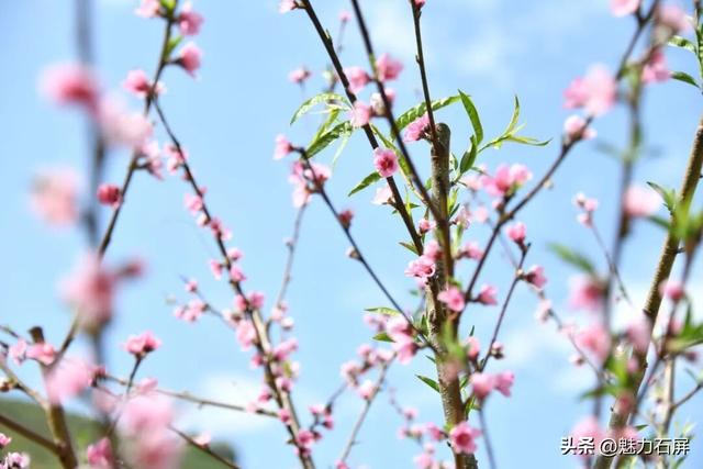 三月至 一树桃花一树春
