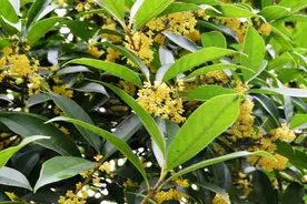 桂花开满枝，修剪是关键，怎么剪？掌握这些，越剪越旺，花量翻倍图片