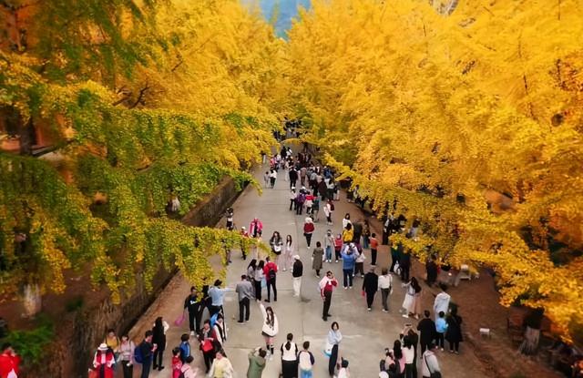 谁说广东没有秋天？这个“岭南银杏之乡”，轻松邂逅秋日浪漫