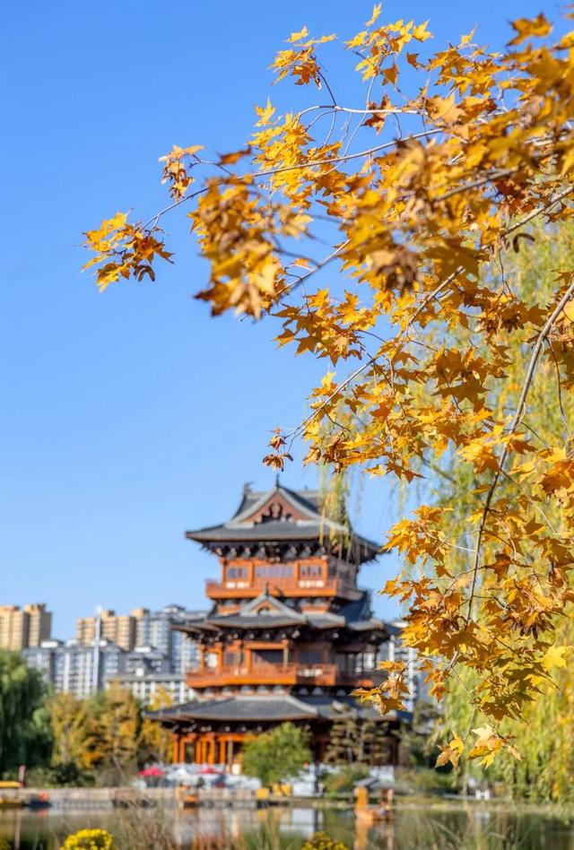 打卡定州限定秋景！