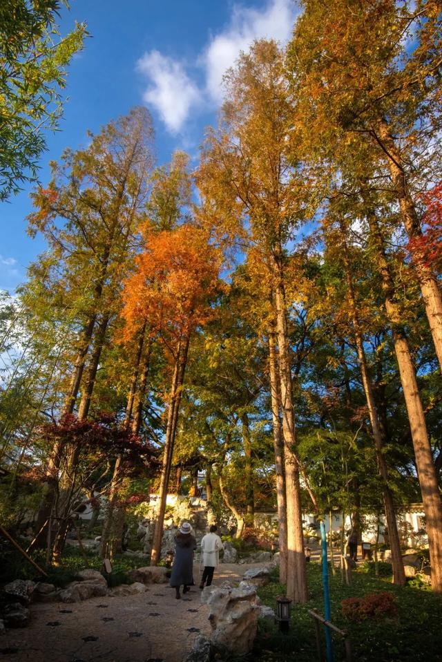 秋色限定!沪上园林已达颜值巅峰→