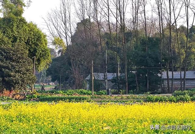 成都春天最美花开了，既壮观又唯美，这4处全免费，地铁公交可达