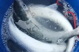 来鱼了！日照不少人拿着网去！有人能捞几十斤！图片