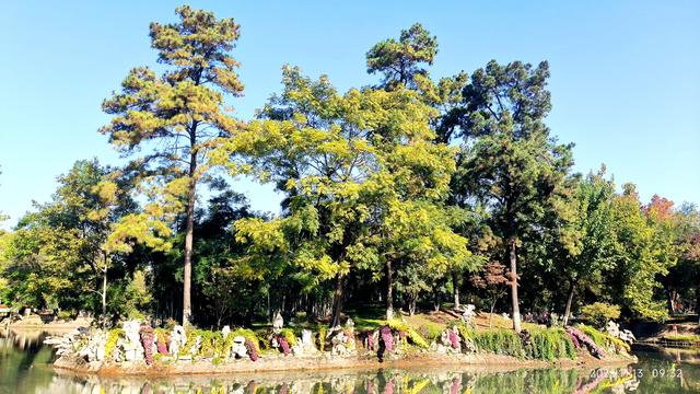 中山公园的菊花