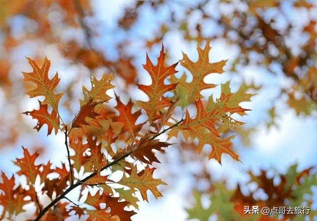 成都最美的枫叶公园，已惊艳上线，都不要门票，地铁公交车直达！