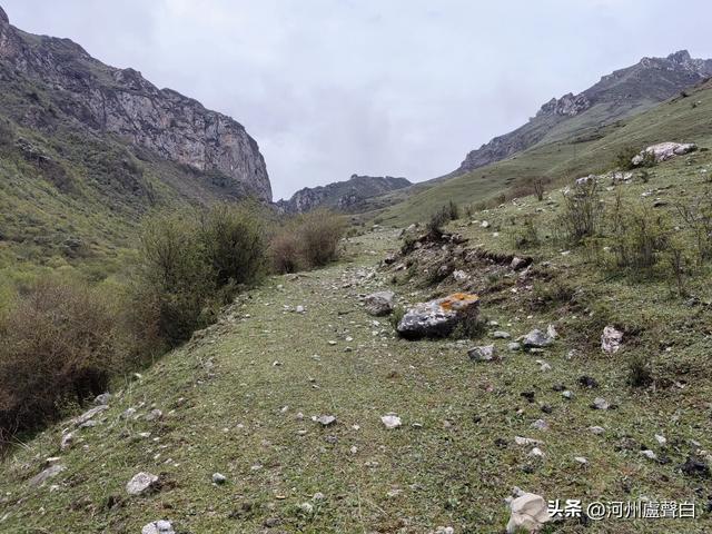 渭源双石门*石门雪山的杜鹃花