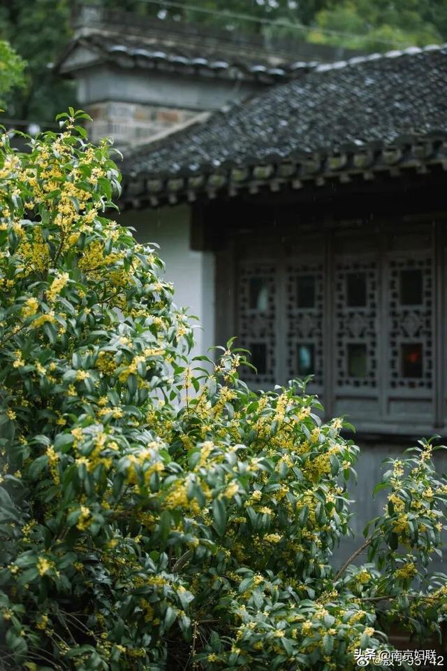秋日南京，金色相逢