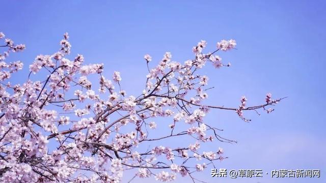 呼和浩特赏花攻略：最佳地点+公交出行指南