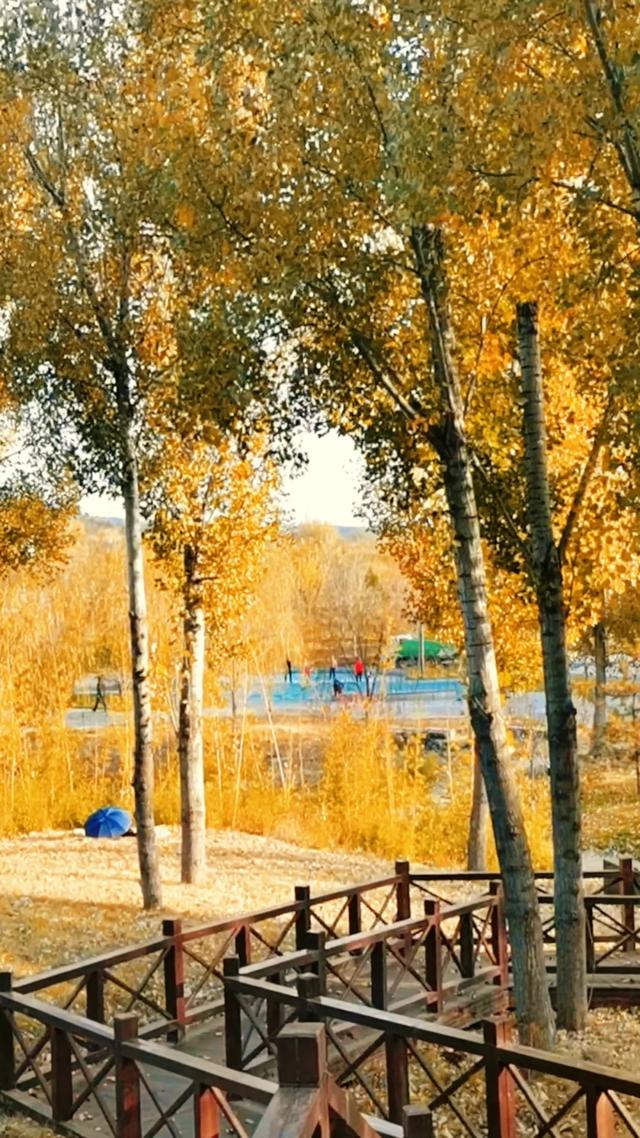 初冬，暖阳斜照时，这里仍有几分秋色——