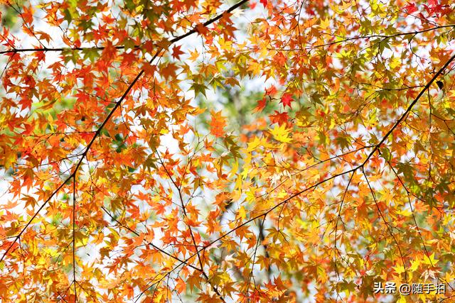 “枫”情万种，上海闵行红园枫叶色彩斑斓进入观赏季