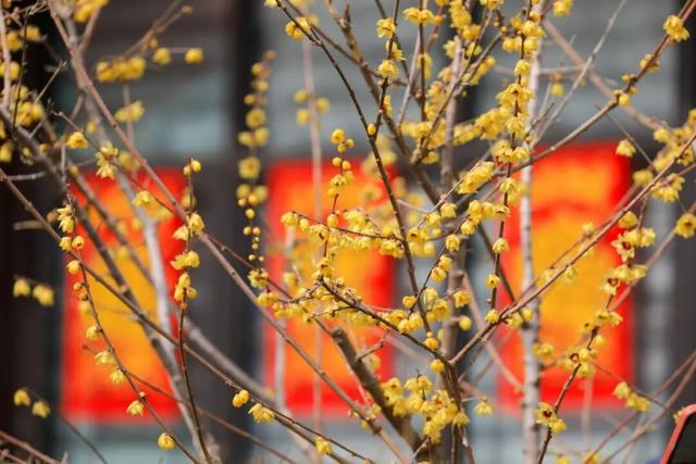 津门寻香，这里的花儿开好了！