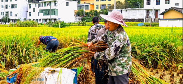 金秋限定！解锁“稻浪翻涌”的简池李塘！