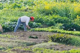 自留地永久无偿归个人使用？所有权是不是归了个人？图片