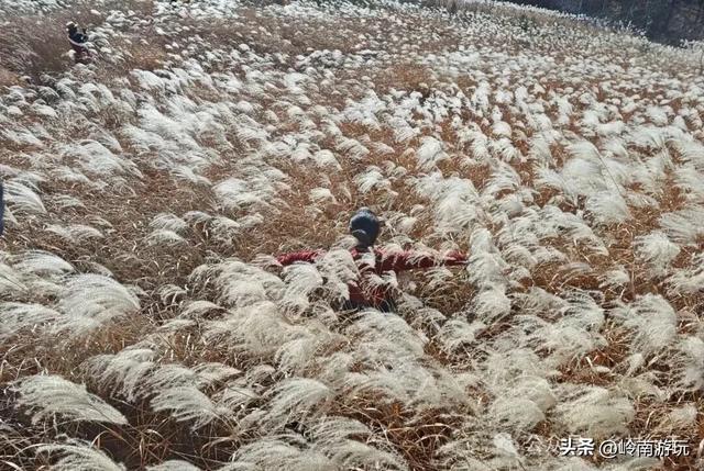 全部免费，推荐西安周边最适合拍照的芦苇荡，快去打卡吧！