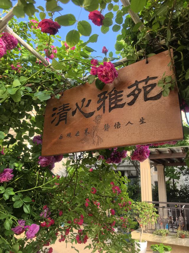 立冬桂晚，秋韵未阑