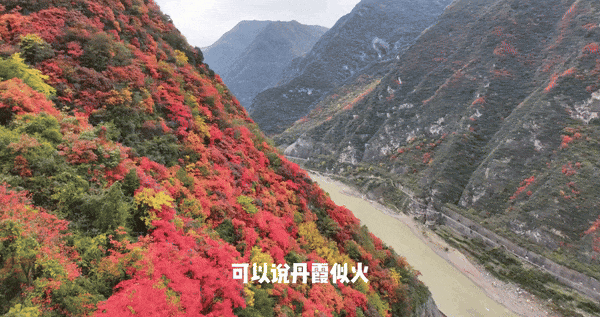 立冬别“猫冬”！来略阳赴一场红叶的约会！🤳