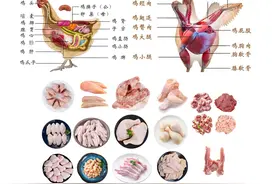 收藏好！带你详细了解鸡的种类和部位，没有一只鸡能活着走出广东图片