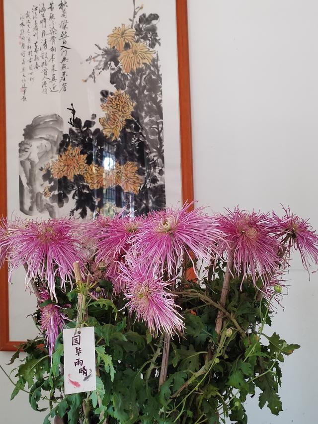 甘州府城菊花飘香