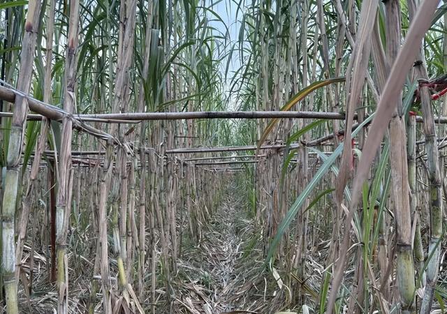 反向旅游神操作！四川眉山9块9自助偷甘蔗火出圈，吊打5A景区？