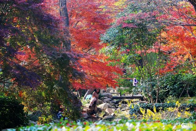 初冬限定浪漫：青岛中山公园红叶正艳