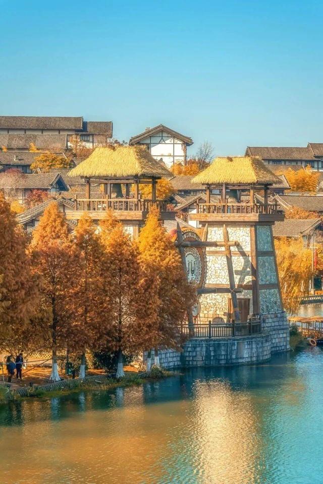 “植愈力”满分！金坛茅山秋冬植物大赏~