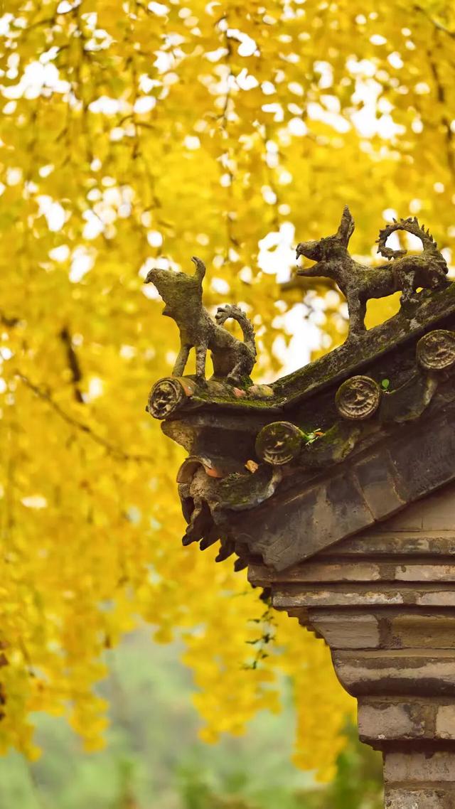 领取限定“杏”运！抓紧来看金色山东