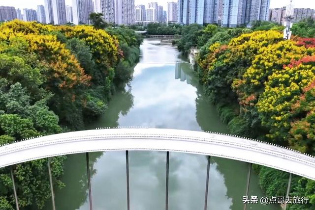 成都超级冷门花，今年流光溢彩，你过去几个，地铁公交车直达！
