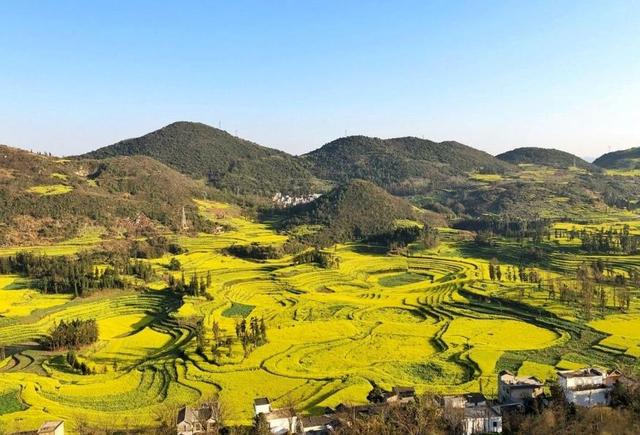 带着孙女去旅行（168）罗平油菜花海游