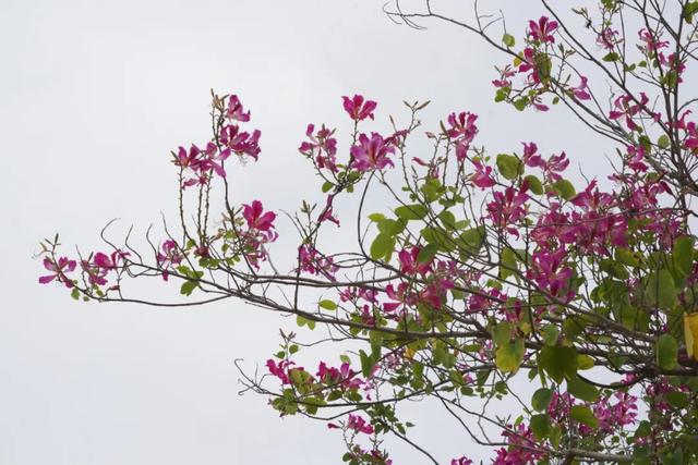 请查收!怀集发来花色请柬