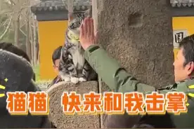 寺庙里小猫和游客轮流击掌拍照 网友：猫猫不语只是一味祝福图片