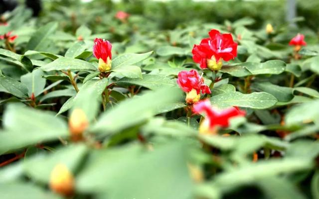 乡游黔中 · 百里杜鹃管理区 兴隆村丨秋色染杜鹃岭,山野果香醉清风