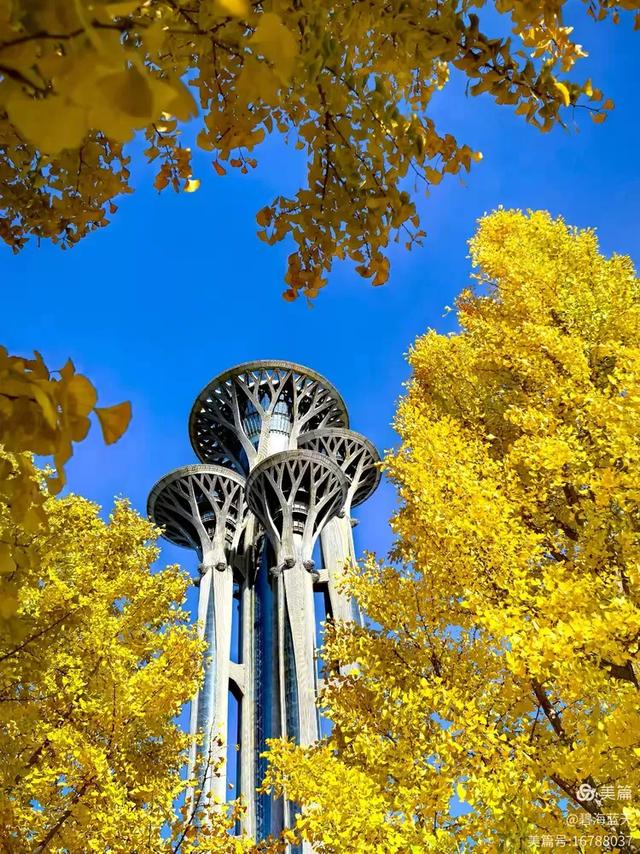 2025北京赏秋秘籍｜避开人潮，独享紫禁城外的金色浪漫