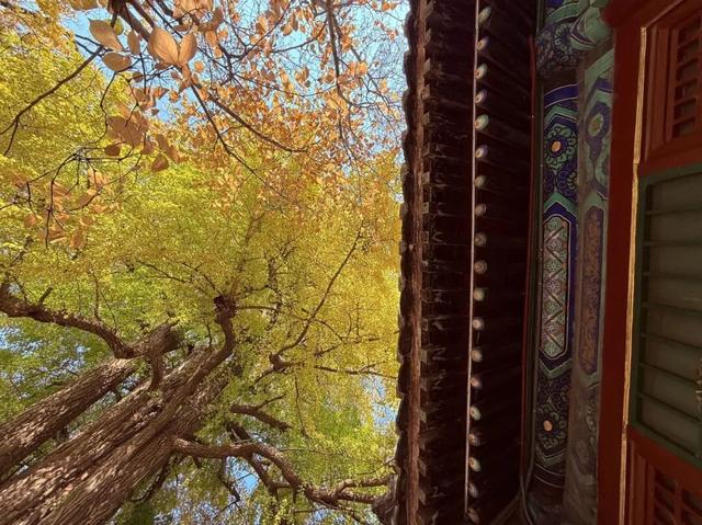 今日实况奉上！门头沟这片金黄！！！